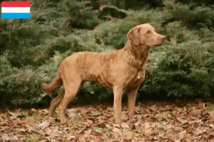 Mehr über den Artikel erfahren Chesapeake Bay Retriever Züchter und Welpen in Luxemburg