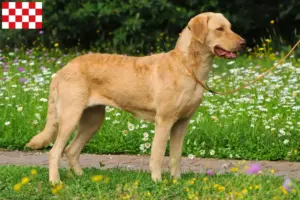 Mehr über den Artikel erfahren Chesapeake Bay Retriever Züchter und Welpen in Nordbrabant