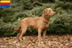 Mehr über den Artikel erfahren Chesapeake Bay Retriever Züchter und Welpen in Nordholland