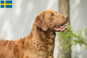 Mehr über den Artikel erfahren Chesapeake Bay Retriever Züchter und Welpen in Schweden