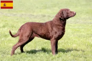 Mehr über den Artikel erfahren Chesapeake Bay Retriever Züchter und Welpen in Spanien