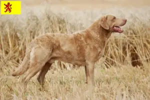 Mehr über den Artikel erfahren Chesapeake Bay Retriever Züchter und Welpen in Südholland