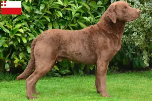 Mehr über den Artikel erfahren Chesapeake Bay Retriever Züchter und Welpen in Utrecht