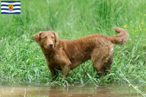 Mehr über den Artikel erfahren Chesapeake Bay Retriever Züchter und Welpen in Zeeland