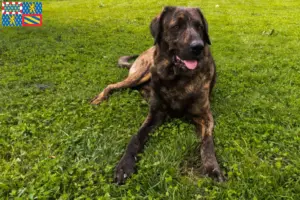 Mehr über den Artikel erfahren Chien de Castro Laboreiro Züchter und Welpen in Bourgogne-Franche-Comté