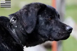 Mehr über den Artikel erfahren Chien de Castro Laboreiro Züchter und Welpen in der Bretagne