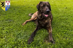 Mehr über den Artikel erfahren Chien de Castro Laboreiro Züchter und Welpen in Hauts-de-France