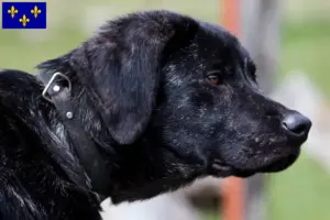 Mehr über den Artikel erfahren Chien de Castro Laboreiro Züchter und Welpen in Île-de-France