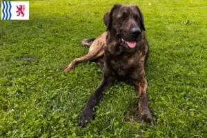 Mehr über den Artikel erfahren Chien de Castro Laboreiro Züchter und Welpen in Nouvelle-Aquitaine