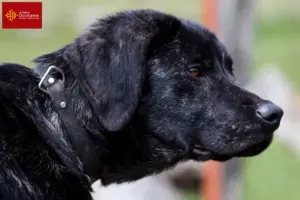 Mehr über den Artikel erfahren Chien de Castro Laboreiro Züchter und Welpen in Okzitanien