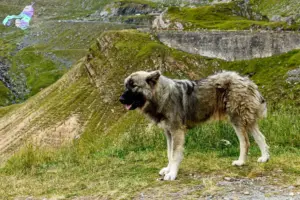 Mehr über den Artikel erfahren Ciobănesc Românesc Carpatin Züchter und Welpen in Nordjylland