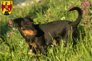 Mehr über den Artikel erfahren Deutscher Jagdterrier Züchter und Welpen im Burgenland