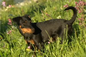 Mehr über den Artikel erfahren Deutscher Jagdterrier Züchter und Welpen in Hovedstaden