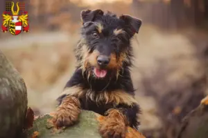 Mehr über den Artikel erfahren Deutscher Jagdterrier Züchter und Welpen in Kärnten