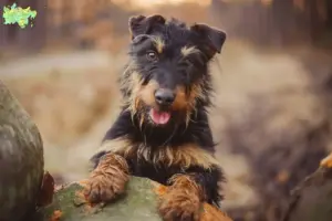 Mehr über den Artikel erfahren Deutscher Jagdterrier Züchter und Welpen in Midtjylland