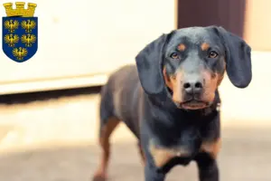 Mehr über den Artikel erfahren Deutscher Jagdterrier Züchter und Welpen in Niederösterreich