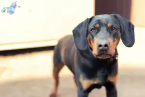 Mehr über den Artikel erfahren Deutscher Jagdterrier Züchter und Welpen in Nordjylland