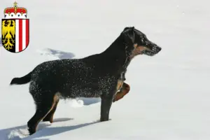 Mehr über den Artikel erfahren Deutscher Jagdterrier Züchter und Welpen in Oberösterreich