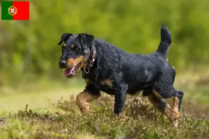 Mehr über den Artikel erfahren Deutscher Jagdterrier Züchter und Welpen in Portugal