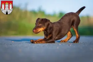 Mehr über den Artikel erfahren Deutscher Jagdterrier Züchter und Welpen in Salzburg