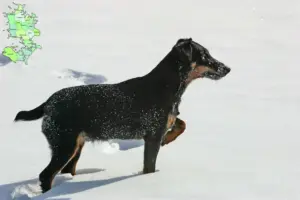 Mehr über den Artikel erfahren Deutscher Jagdterrier Züchter und Welpen in Sjælland