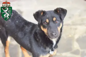 Mehr über den Artikel erfahren Deutscher Jagdterrier Züchter und Welpen in der Steiermark