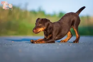 Mehr über den Artikel erfahren Deutscher Jagdterrier Züchter und Welpen in Syddanmark