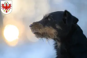 Mehr über den Artikel erfahren Deutscher Jagdterrier Züchter und Welpen in Tirol