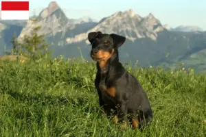 Mehr über den Artikel erfahren Deutscher Jagdterrier Züchter und Welpen in Wien