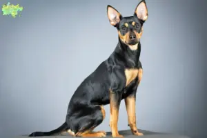 Mehr über den Artikel erfahren Deutscher Pinscher Züchter und Welpen in Midtjylland