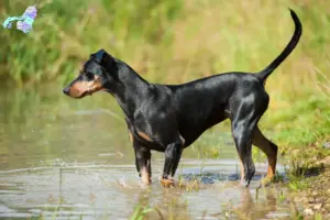 Mehr über den Artikel erfahren Deutscher Pinscher Züchter und Welpen in Nordjylland