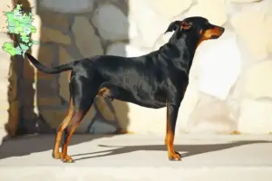 Mehr über den Artikel erfahren Deutscher Pinscher Züchter und Welpen in Sjælland