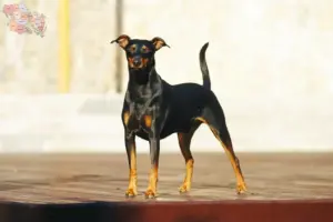 Mehr über den Artikel erfahren Deutscher Pinscher Züchter und Welpen in Syddanmark