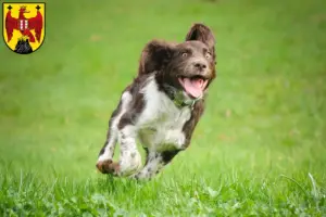 Mehr über den Artikel erfahren Deutscher Wachtelhund Züchter und Welpen im Burgenland