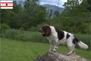 Mehr über den Artikel erfahren Deutscher Wachtelhund Züchter und Welpen in Drenthe