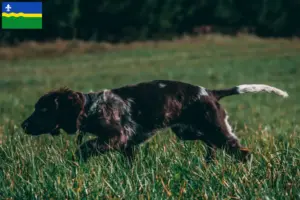 Mehr über den Artikel erfahren Deutscher Wachtelhund Züchter und Welpen in Flevoland