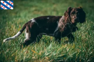 Mehr über den Artikel erfahren Deutscher Wachtelhund Züchter und Welpen in Friesland