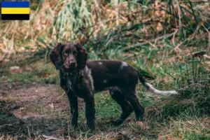 Mehr über den Artikel erfahren Deutscher Wachtelhund Züchter und Welpen in Gelderland