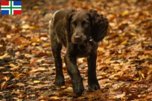 Mehr über den Artikel erfahren Deutscher Wachtelhund Züchter und Welpen in Groningen