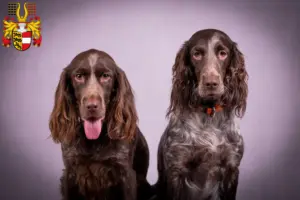 Mehr über den Artikel erfahren Deutscher Wachtelhund Züchter und Welpen in Kärnten