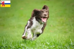 Mehr über den Artikel erfahren Deutscher Wachtelhund Züchter und Welpen in Limburg