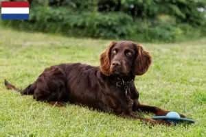 Mehr über den Artikel erfahren Deutscher Wachtelhund Züchter und Welpen in den Niederlanden