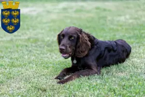 Mehr über den Artikel erfahren Deutscher Wachtelhund Züchter und Welpen in Niederösterreich