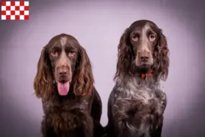 Mehr über den Artikel erfahren Deutscher Wachtelhund Züchter und Welpen in Nordbrabant