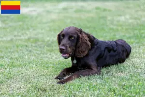 Mehr über den Artikel erfahren Deutscher Wachtelhund Züchter und Welpen in Nordholland