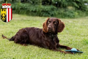 Mehr über den Artikel erfahren Deutscher Wachtelhund Züchter und Welpen in Oberösterreich