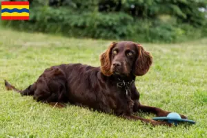 Mehr über den Artikel erfahren Deutscher Wachtelhund Züchter und Welpen in Overijssel