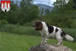 Mehr über den Artikel erfahren Deutscher Wachtelhund Züchter und Welpen in Salzburg