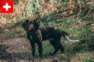 Mehr über den Artikel erfahren Deutscher Wachtelhund Züchter und Welpen in der Schweiz