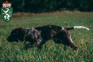 Mehr über den Artikel erfahren Deutscher Wachtelhund Züchter und Welpen in der Steiermark